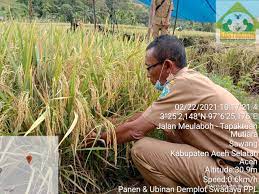 Kelimpahan Padi Yang Menjadi Sumber Utama Pencaharian Warga Sekitar